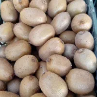 کیوی تازه چیده شده