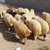 ۱۹ عدد بره چاق|حیوانات مزرعه|شوشتر, |دیوار