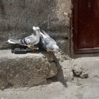 نرو ماده ساده پولکی