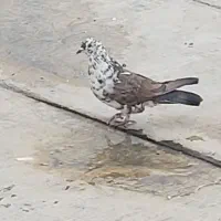 نر غریب گیری|پرنده|هشتگرد, فاز ۱ مهستان|دیوار