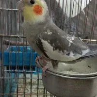 عروس هلندی مولد یا یه جوجه|پرنده|هرسین, |دیوار