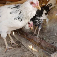 تخم مرغ نطفه دار گلین ریشی چهل تاج|حیوانات مزرعه|شاهینشهر, گزبرخوار|دیوار