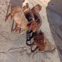 بره نره داشتی