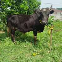 گاو ورزا عروسک