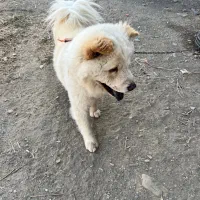 سگ چاو چاو 3ساله نر ۱۰میلیون قیمت|سگ|مشهد, میان ولایت|دیوار