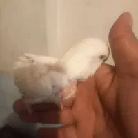 طوطی کوتوله آلبینو