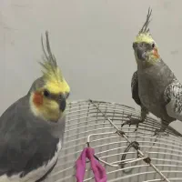 فروش جفت عروس هلندی سالم، با قفس