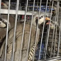 مرغ تخمگذار|حیوانات مزرعه|قزوین, |دیوار