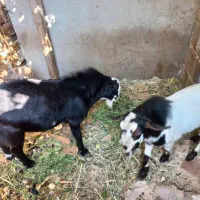 دو عدد کهره نر بفروش می رسد جهت اطلاع از قیمت