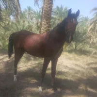 اسب|اسب و تجهیزات اسب‌سواری|نرماشیر, |دیوار