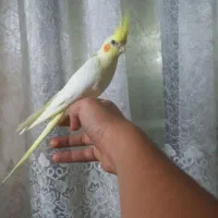 عروس هلندی لوتینو نر ۵ماهه|پرنده|وحیدیه, |دیوار