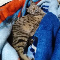 واگذاری رایگان گربه|گربه|سنندج, |دیوار