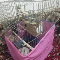 عروس هلندی مولد کار داده