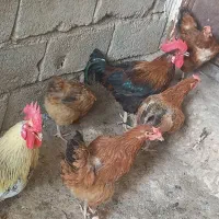مرغ و خروس
