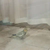 چهارتا عروس هلندی دو ماهه