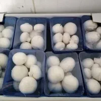 بسته و فله قارچ به صورت عمده|عمده‌فروشی|ملارد, |دیوار