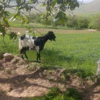 بز سالم بچه اش نره بشرط ی کیلو شیر