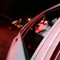 سگ هاسکی اصیل|سگ|کرمان, |دیوار