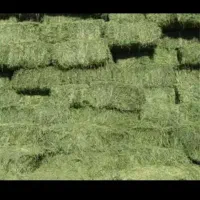 یونجه ۹۰ سانتی رنجر خشک