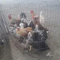 مرغ وخروس محلی اصل بوقلمون