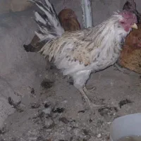 مرغ خروس|حیوانات مزرعه|نورآباد, |دیوار