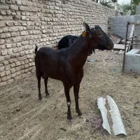 نر بز مورسیا