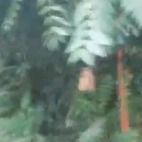 باغ ویلا آماده سند تک برگ 1550متری قطعه بندی|فروش زمین و ملک کلنگی|تالش, جوکندان|دیوار