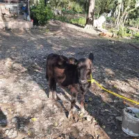 تعدادی گوساله(نروماده)|حیوانات مزرعه|توتکابن, |دیوار