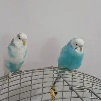 مرغعشق.سالموسرحال.کاملااهلی|پرنده|اردبیل, |دیوار