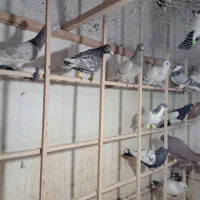 کبوتر|پرنده|دشتابی, |دیوار