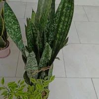 گلهای طبیعی|گل و گیاه طبیعی|رشت, کوی مهر|دیوار