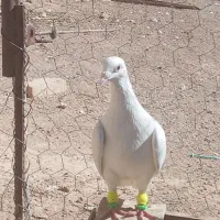 پرنده کبوتر
