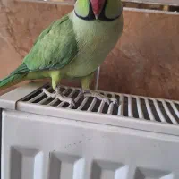 طوطی ملنگو نر وحشی|پرنده|پیر بکران, |دیوار