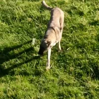 سگ ماده اصیل|حیوانات|نالوس, |دیوار