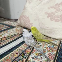 مرغ عشق انگلیسی نرو ماده رام دستی با ضمانت|پرنده|پیرانشهر, |دیوار