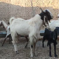 بز و بزغاله دو رگ‌پاکستانی