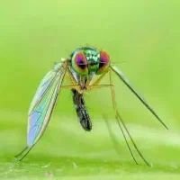 سم پاشی منازل سمپاشی اماکن تضمینی|خدمات نظافت|مشکین‌دشت, |دیوار