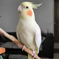 خرید فروش عروس هلندی همه رنگ باِلغ دونخور سرلاکی