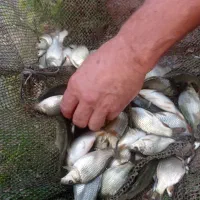 فروش ویژه بچه ماهی|ماهی|قائم‌شهر, |دیوار