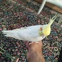 عروس هلندی نر بالغ|پرنده|رفسنجان, |دیوار