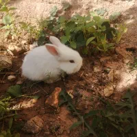 توله خرگوش «لوپ» سفید برفی