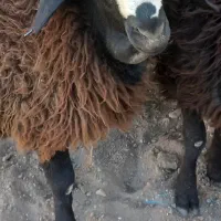 بره نر چاق سرک دار