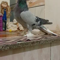 فروشکبوترکچیدمسفید|پرنده|کیار, |دیوار