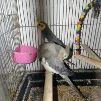 طوطی برزیلی و عروس هلندی