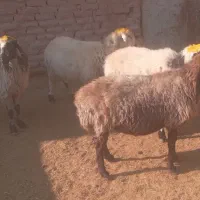 میش آبستن درجه یک فروشی