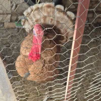 بوقلمون بوربون|حیوانات مزرعه|مبارکه, |دیوار