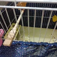 معاوضه فوری یک عدد قناری ماده آماده