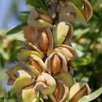 نهال گردو و بادام خوشه ای با ضمانت کتبی|خدمات باغبانی و درختکاری|بروجرد, |دیوار