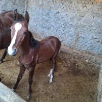 مادیان کورد  و کره نریان کرد|اسب و تجهیزات اسبسواری|میبد, |دیوار