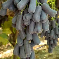 عرضه ی مستقیم انواع نهال انگور|خدمات باغبانی و درختکاری|سبزوار, قصبه غربی|دیوار